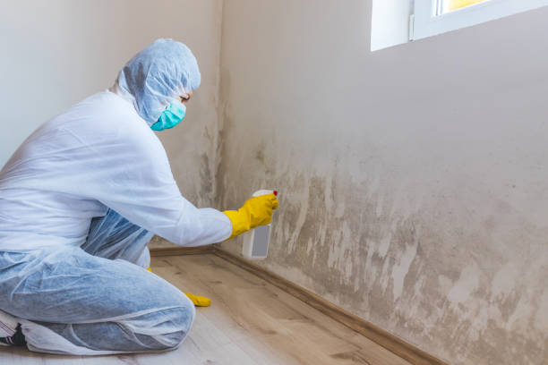 Licensed Commercial Mold Remediation service in Morton Grove, IL - WQB Mold Removal